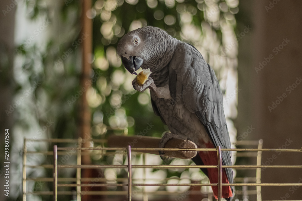Obraz premium Parrot Jacko sitting on the perch of the cage