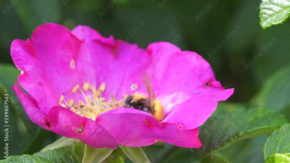 bee on flower with insect nature macro bee on flower with insect nature macro