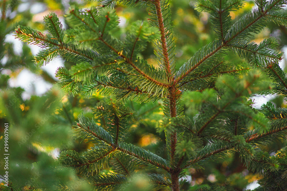 Christmas tree with hundreds of fir cones on branches Christmas tree with hundreds of fir cones on branches