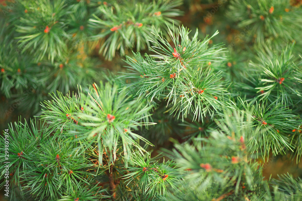 Christmas tree with hundreds of fir cones on branches, Christmas tree with hundreds of fir cones on branches,