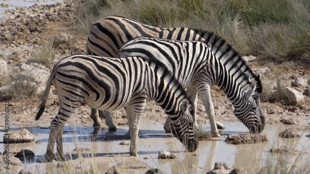 zebras at a watering place. Africa. Namibia. Slow motion zebras at a watering place. Africa. Namibia. Slow motion