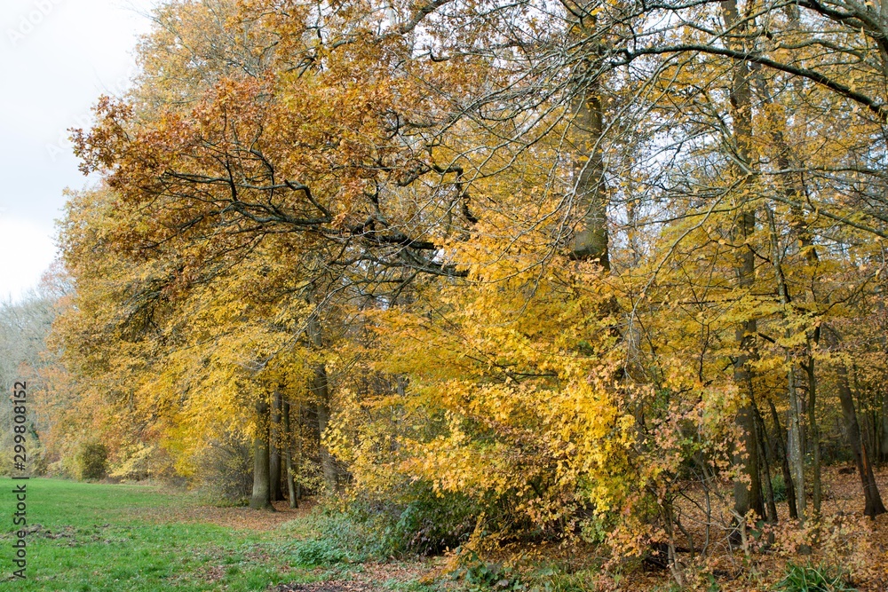 Forêt en automne Forêt en automne