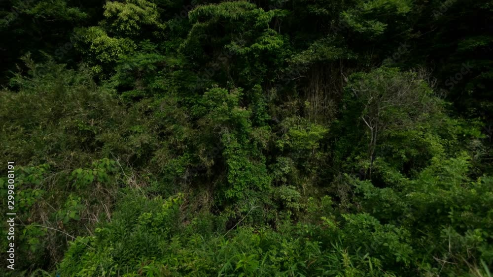 Timelapse of Fireflies Illuminating Lush Vegetation at Night in Japan Timelapse of Fireflies Illuminating Lush Vegetation at Night in Japan