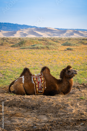 Bactrian camel near Singing Sand Dunes at Khongoryn Els in the Gobi Desert, Mongolia, Mongolian, Asia, Asian. photo