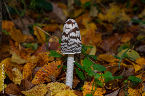 Coprinopsis picacea is a species of fungus in the Psathyrellaceae. It is commonly called magpie fungus.