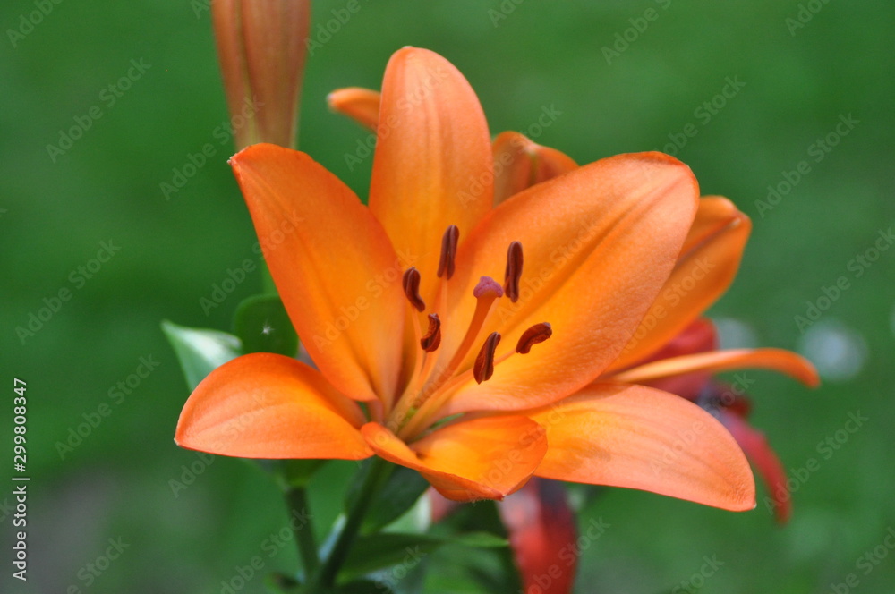 Orange Tiger Lily Closeup