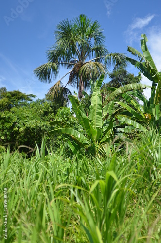 thick Amazon jungle in jungle trees