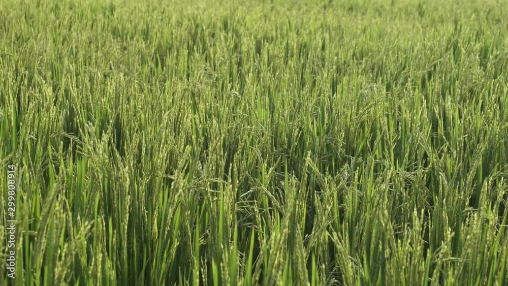 Closeup shot of green spring rice plants waving in wind in a large field, - agriculture, ecology concept 4k footage Closeup shot of green spring rice plants waving in wind in a large field, - agriculture, ecology concept 4k footage