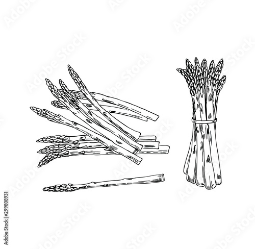 Asparagus set in line art style.