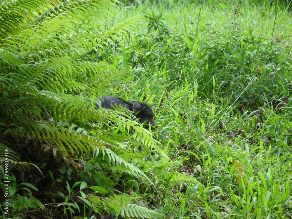 Fototapeta premium cochon sauvage hawaien