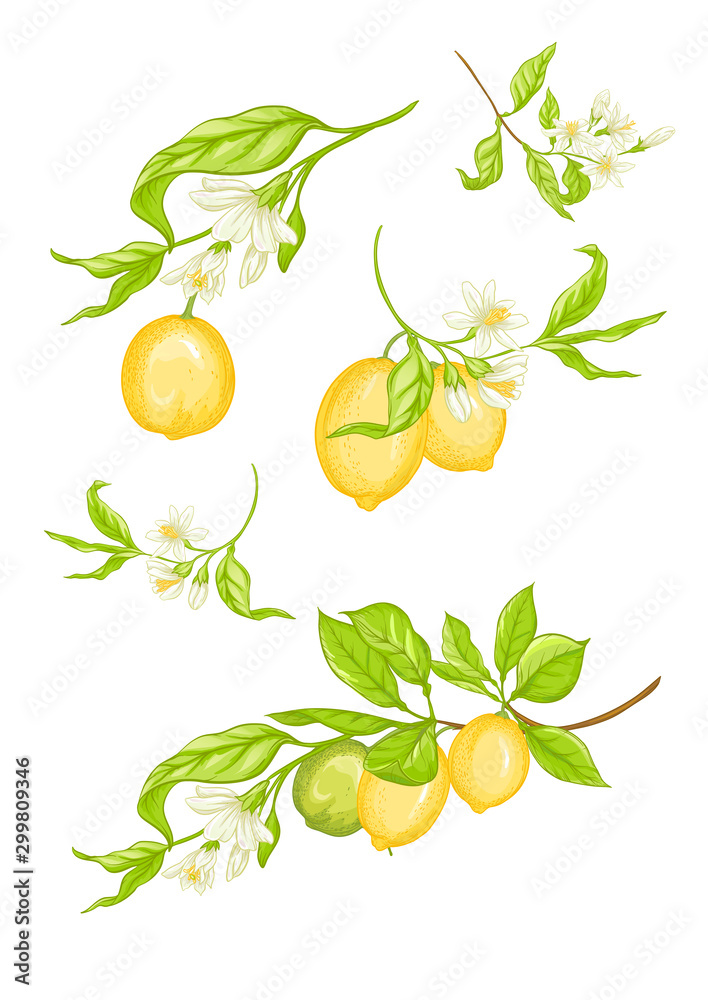 Obraz premium Lemon tree branch with yellow, green lemons, flowers and leaves. Element for design. Vector illustration. Isolated on white background..