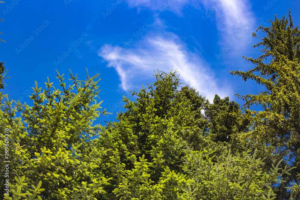 Fototapeta premium Pines in Mountains against Blue Sky Background