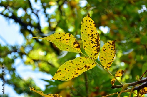 hojas de nogal en otoño, todavía en el árbol © KukiLadrondeGuevara