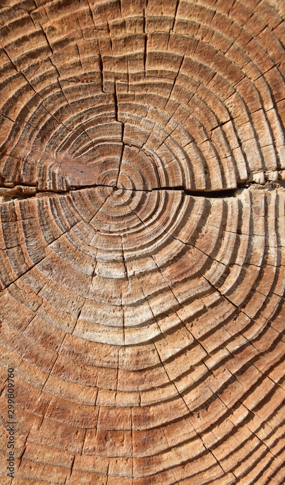 Old tree texture, Natural wood background Old tree texture, Natural wood background