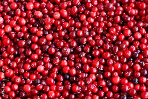 Ripe fresh cranberries as natural, food, berries background photo