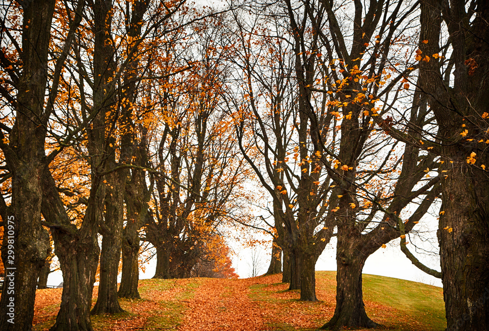 Fototapeta premium Trees with fallen leaves in the autumn garden