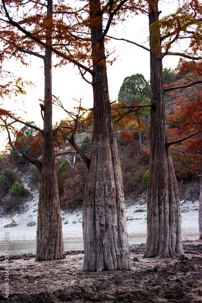 Fototapeta premium Three large cypress trees stand on the background of the mountain