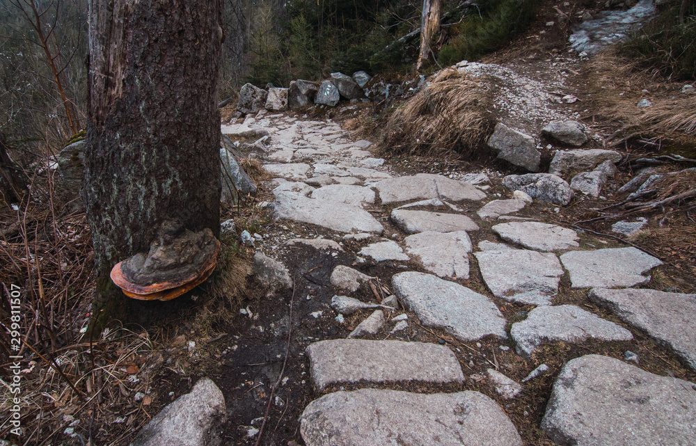 Obraz premium stream in forest