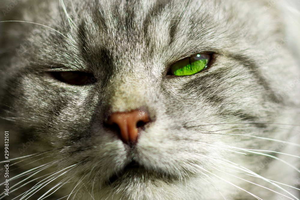 Portrait of frowned streetcat with green eyes. One eye is covered. Muzzle close up. Grumpy gray cat.