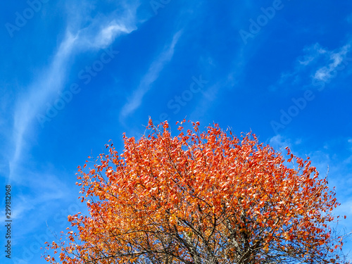 Red and orange golden leaves on a tree with blue sky in the background as a beautiful frame wallpaper of season changes during autumn