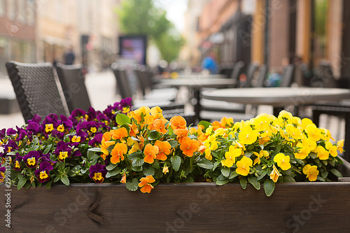 Street composition. Multicolored flowers on the street.