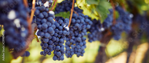 Obraz na płótnie Row of vineyards with blue grapes in autumn day