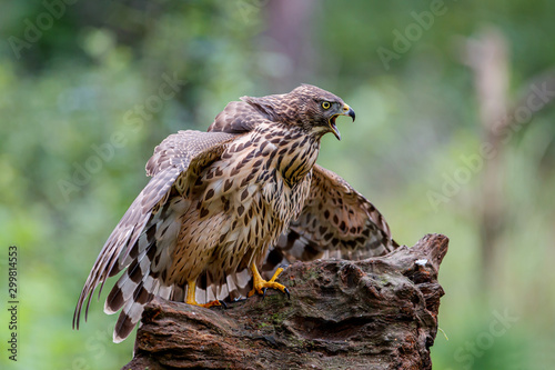 Northern goshawk juvenile in the forest in the south of the Netherlands