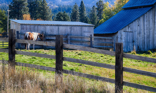 Horse and old barn in pasture along the Teanaway photo