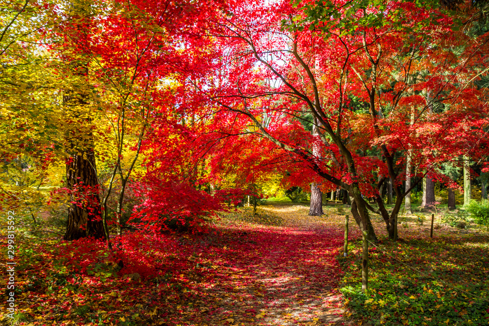 colorful autumn leaves in the park