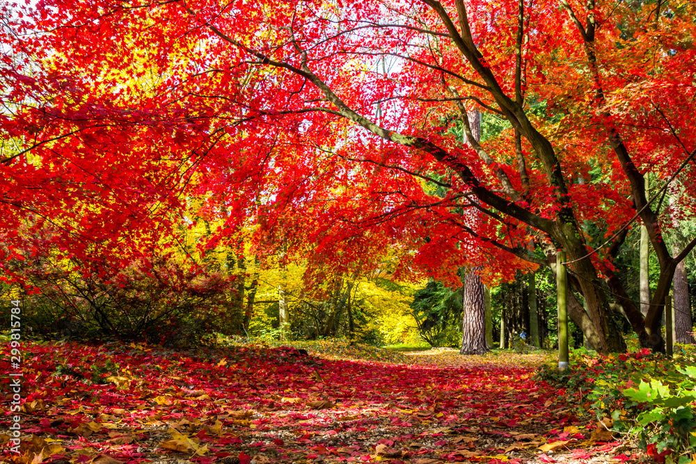 colorful autumn leaves in the park