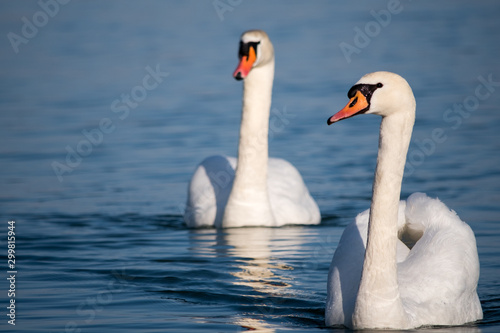 Beautiful elegant white swans swimming in the blue waters of Danube river in Belgrade  Serbia