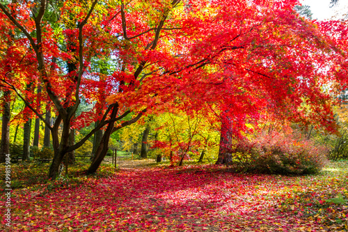 colorful autumn leaves in the park