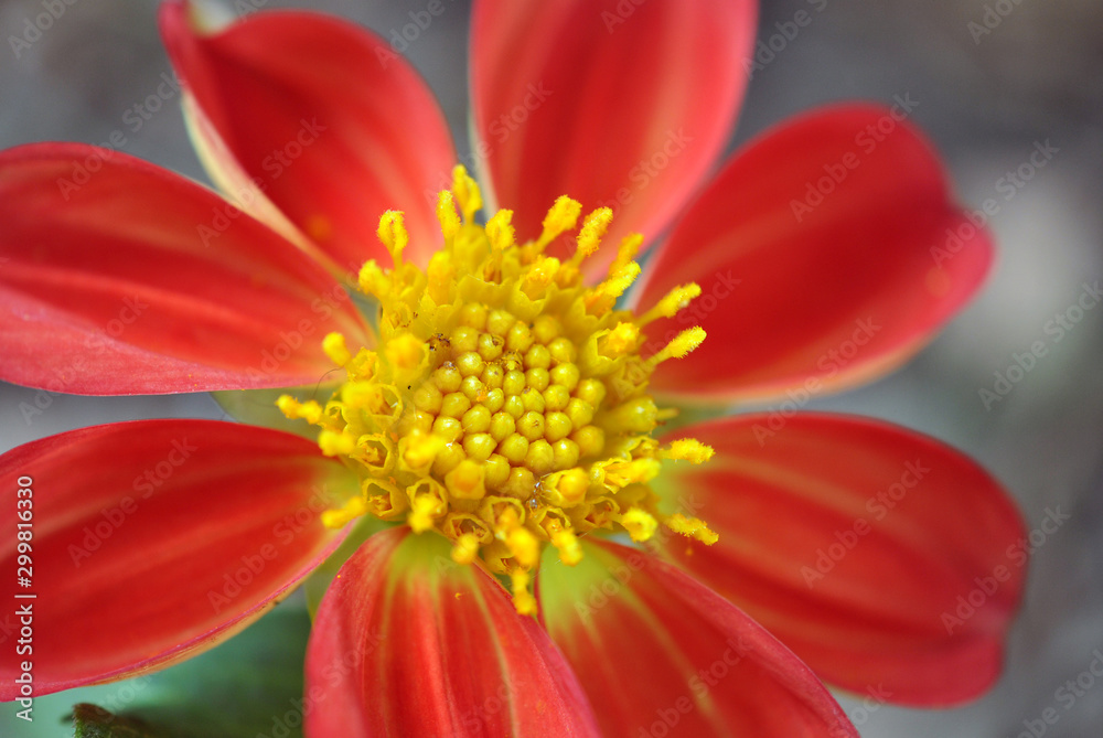 Orange and yellow dahlia closeup Orange and yellow dahlia closeup