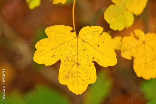 Nahaufnahme eines gelben Blattes im Herbst bunt