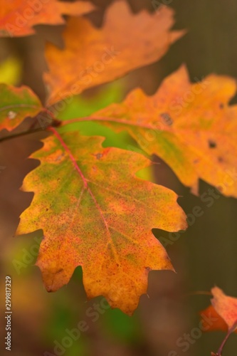 Nahaufnahme bunter Bl  tter einer Traubeneiche im Herbst Quercus petraea Eiche