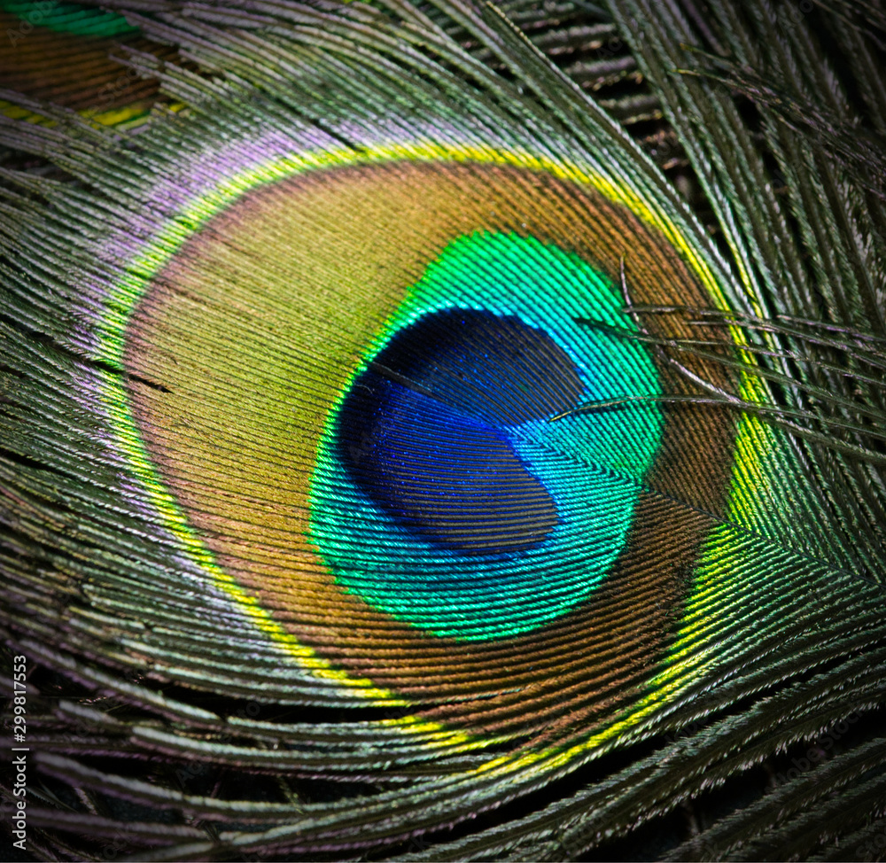 Obraz premium Pfauenfeder