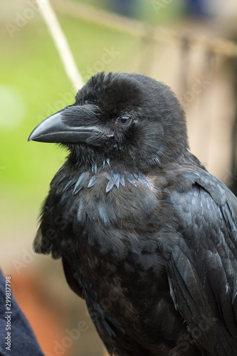 black Raven, portrait