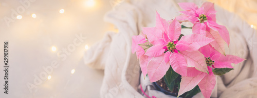Bild auf Leinwand Christmas pink poinsettia potted with beige knitted pullover with sparkling garl