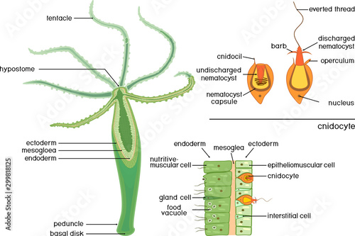 Structure of Hydra. Cross-section of Hydra Polyp. Educational material for lesson of zoology