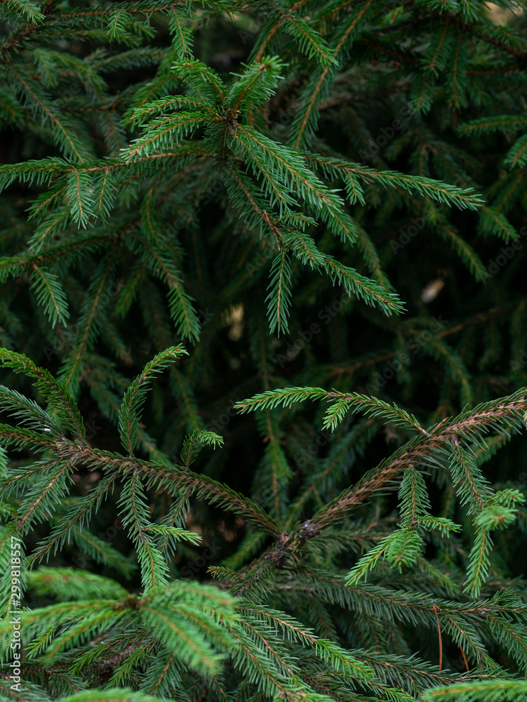 green branches of a furtree, textural background