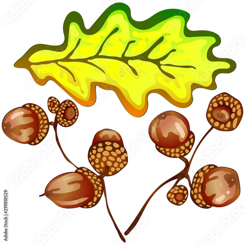 Vector autumn yellow oak leaves and acorn plant. Leaf plant botanical floral foliage. Isolated illustration element.