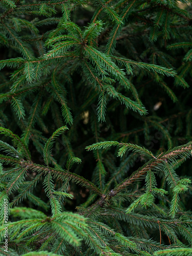 green branches of a furtree, textural background
