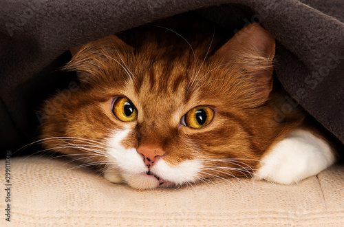 cat peeking out from under blanket