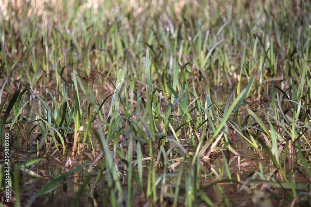 green grass in the field green grass in the field