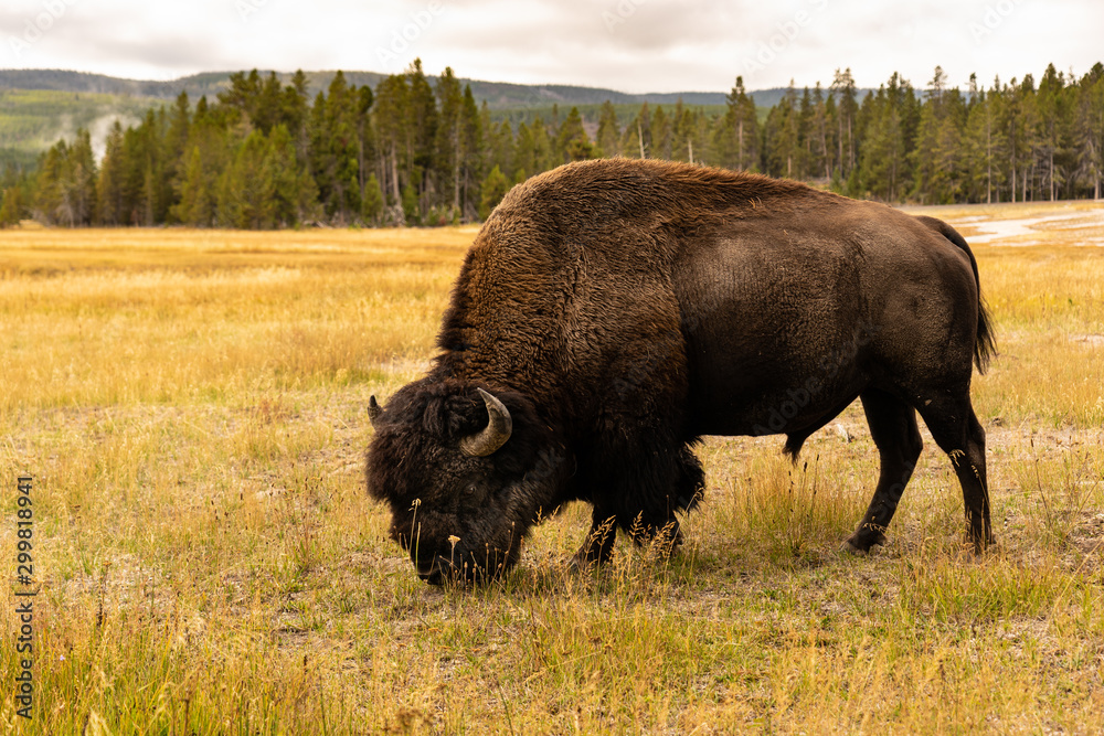 Bison im Upper Geyser Basin Yellowstone