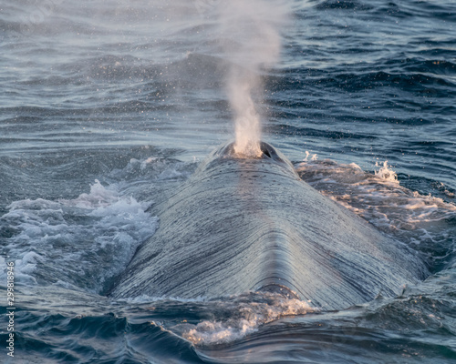Blue whale (Balaenoptera musculus) blow spout on surface off the coast of Baja California.