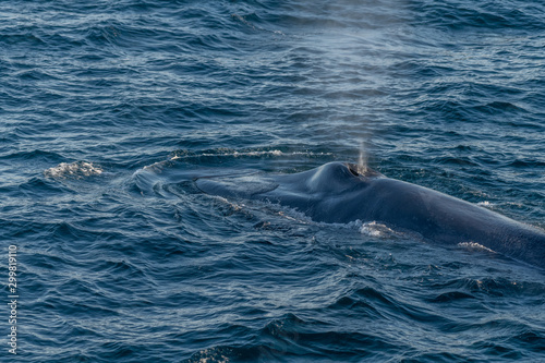 Blue whale blow spout on surface