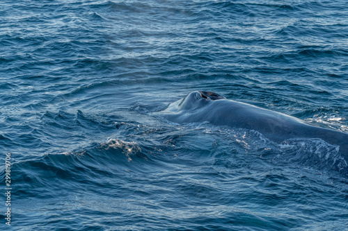 Blue whale feeding on surface
