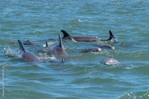 A pod of bottlenose dolphin off the coast of Baja