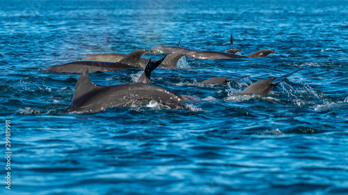 A pod of bottlenose dolphin off the coast of Baja